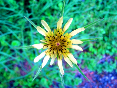 A flower near Muskegon's Lakeshore bike trail on the morning of June 13, 2008