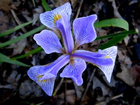 A second Dwarf Iris on Duck Lake's south shore on June 28, 2008