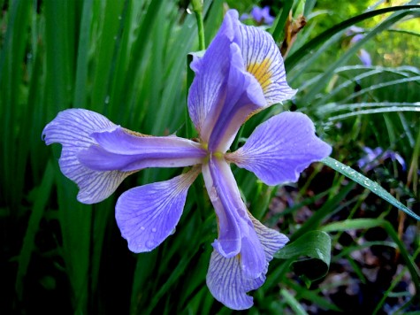 A third Dwarf Iris on Duck Lake's south shore on June 28, 2008