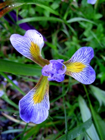 A dwarf iris on Duck Lake's south shore on June 28, 2008
