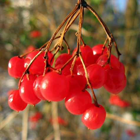 Berries on Muskegon's Grand Ave, December 9, 2006