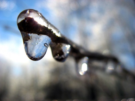 An icy branch on Muskegon\'s Lakeshore Bike Trail on January 19, 2007