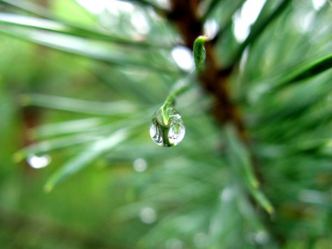 A post-storm raindrop at Muskegon County\'s Duck Lake State Park on June 2, 2007
