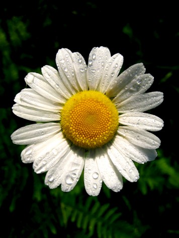 A damp daisy along the roadside on June 21, 2008