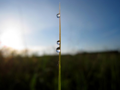 Dew drops cling to the tall grass between the Lakeshore Bike trail and the railroad yards on June 24, 2008