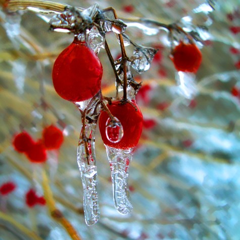 Icy berries along Muskegon's Lakeshore Bike Trail on February 17, 2006