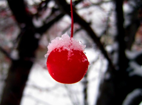 A snow covered berry on Muskegon's Lakeshore Bike Trail on November 24, 2008.