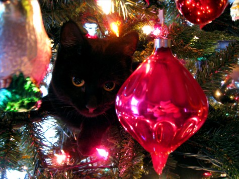 One of our two little girls has decided that the very best place to be is in the Christmas tree.