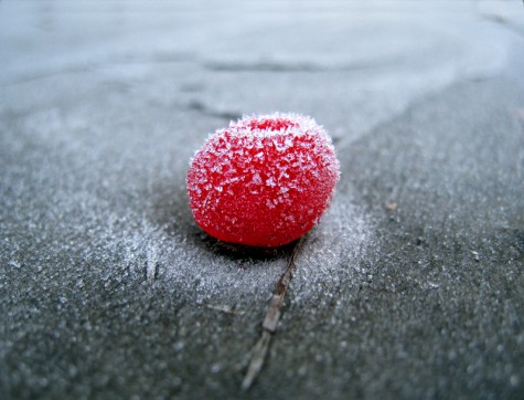 Just a few steps farther along, this berry was equally chilly, but was still a really gorgeous red.