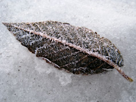 This leaf was frozen to the walkway of Muskegon's Lakeshore Bike Trail near the Cobb plant. The ice crystals gave it a really pretty fossilized effect.