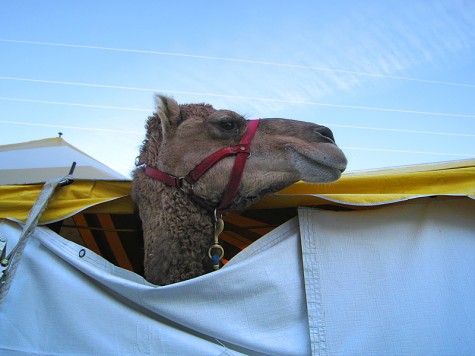 A camel at Muskegon's LC Walker arena on the morning of February 28, 2009