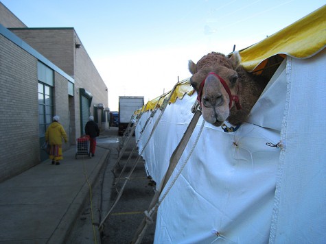 A camel at Muskegon's LC Walker arena on the morning of February 28, 2009