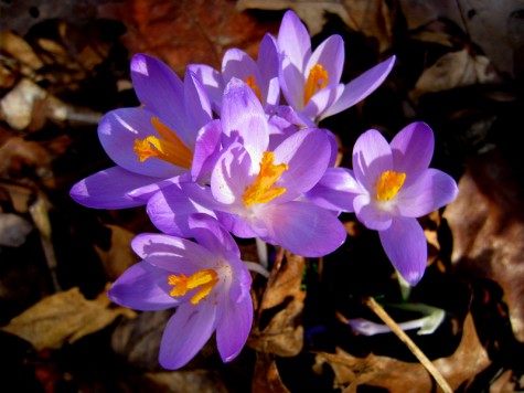 These spring flowers seemed to be pushing through way too early, especially since these pictures come from a walk in mid-March!