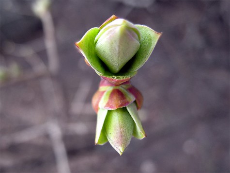 A lovely little bud from a walk along Muskegon's Lakeshore Bike Trail in early April.