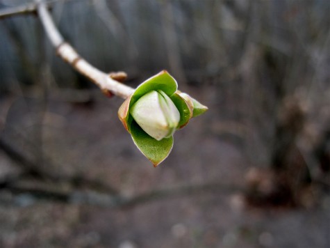 Another one of the emerging buds along the Muskegon's Lakeshore Bike Trail