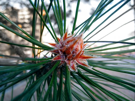 A bud on a tree near the County Building in downtown Muskegon