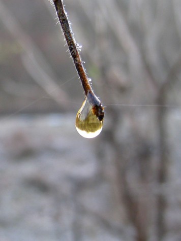 A water drop hangs from a branch along Muskegon's Lakeshore Bike Trail.