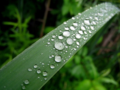 A rainy leaf next to Muskegon's Lakeshore Bike Trail on June 14, 2010