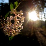 Trail flower, July 31, 2011