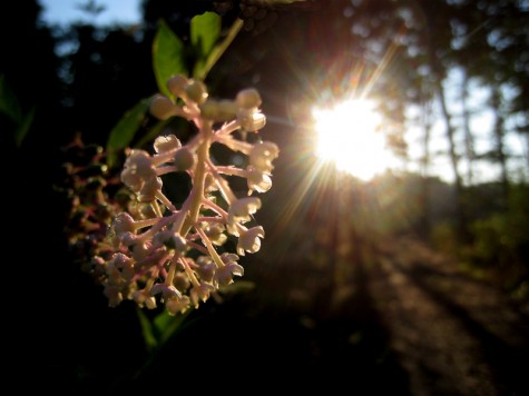 Trail flower, July 31, 2011