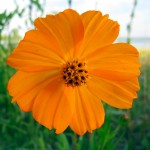 A flower on the Muskegon Lakeshore Bike Trail.