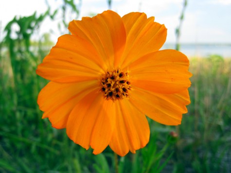 A flower on the Muskegon Lakeshore Bike Trail.