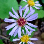 Flowers on South Shore Drive in Muskegon County