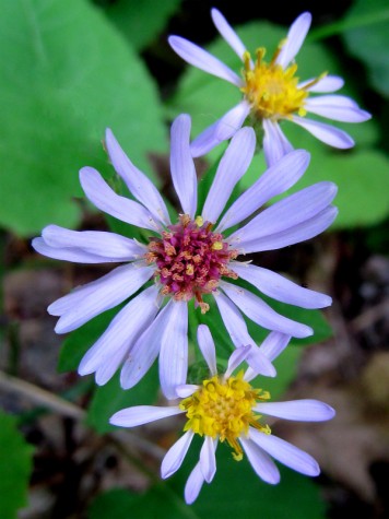 Flowers on South Shore Drive in Muskegon County