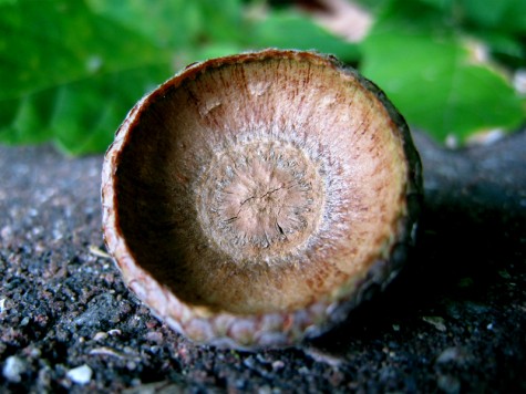 Acorn helmet, Whitehall, Michigan, September 17, 2011