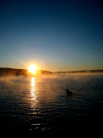 Duck Lake Dog