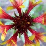 Bike Trail Flower, Montague, Michigan, September 17, 2011