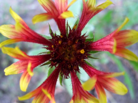 Bike Trail Flower, Montague, Michigan, September 17, 2011