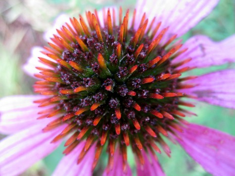 Bike Trail Flower, Montague, Michigan, September 17, 2011