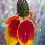 Bike Trail Flower, Montague, Michigan, September 17, 2011