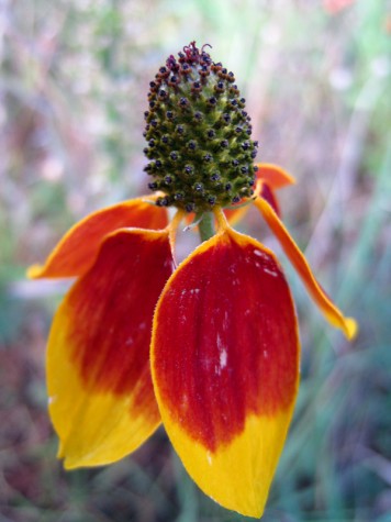 Bike Trail Flower, Montague, Michigan, September 17, 2011