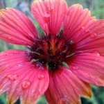 Bike Trail Flower, Montague, Michigan, September 17, 2011