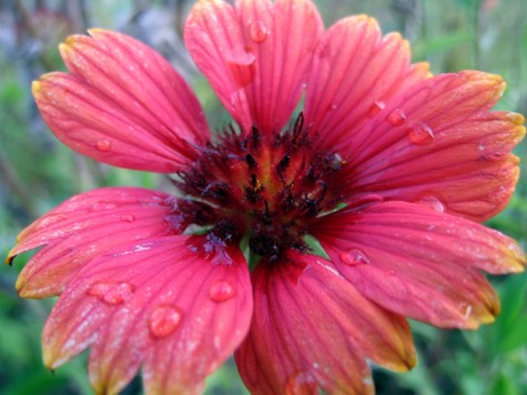 Bike Trail Flower, Montague, Michigan, September 17, 2011