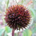 Bike Trail Flower, Montague, Michigan, September 17, 2011