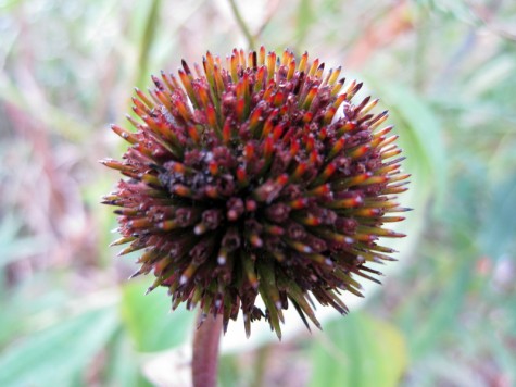 Bike Trail Flower, Montague, Michigan, September 17, 2011