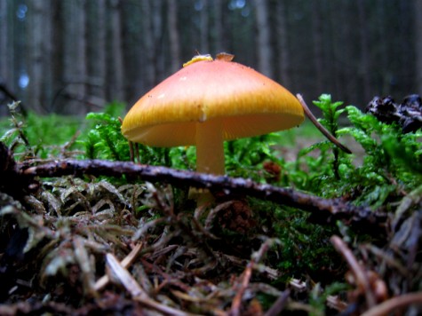 Mushroom, August 31, 2011