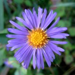 A roadside flower in Whitehall, Michigan, September 24, 2011