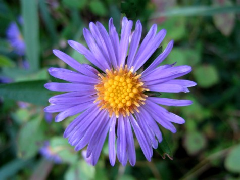 A roadside flower in Whitehall, Michigan, September 24, 2011