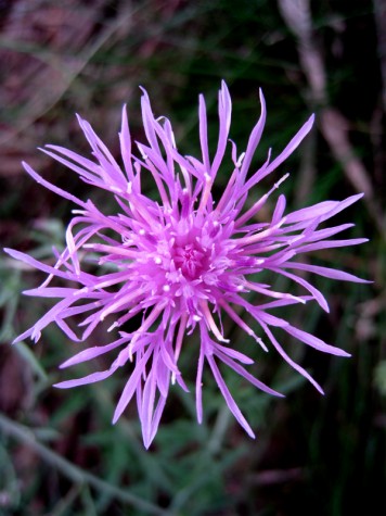 A roadside flower in Whitehall, Michigan, September 24, 2011