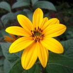 A roadside flower in Whitehall, Michigan, September 24, 2011