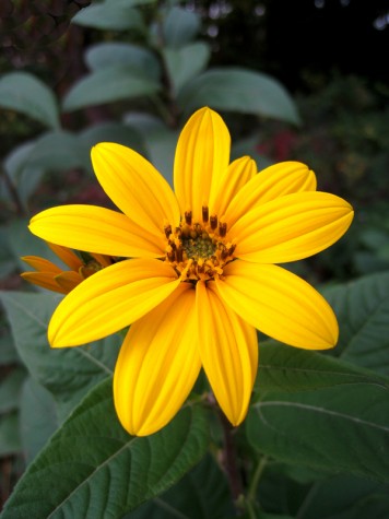 A roadside flower in Whitehall, Michigan, September 24, 2011