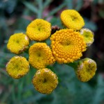 Portland bike trail flower, October 1, 2011