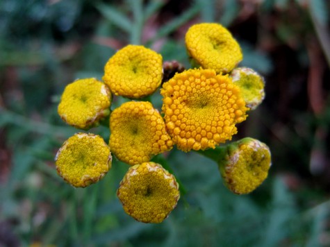 Portland bike trail flower, October 1, 2011