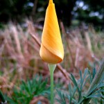 Portland bike trail flower, October 1, 2011