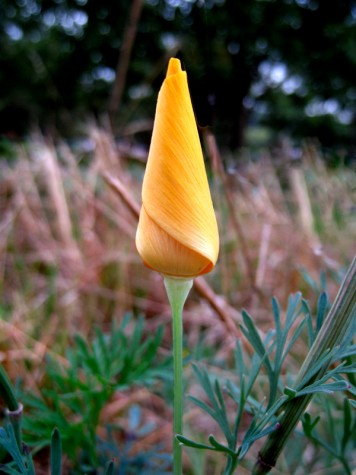 Portland bike trail flower, October 1, 2011