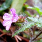 From a walk in Portland's Macleay Park on the morning of October 2, 2011